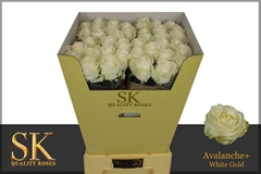 R Gr Avalanche+