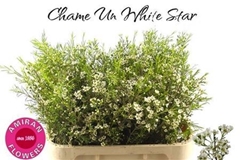 Chame Un White Star