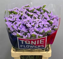 Lim S Tonie Lavender