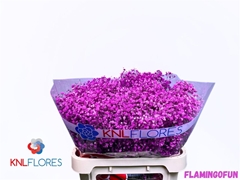 Gyps Klb H% Hot Pink