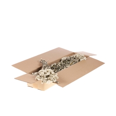 Dried Flowers 100 Gram 40cm 50gram