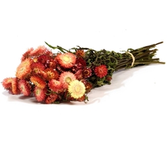 Dried Flowers 100 Gram 45cm 70gram