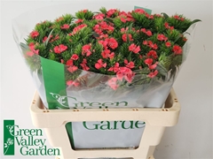 Di Barb S Will Coral 56cm 12