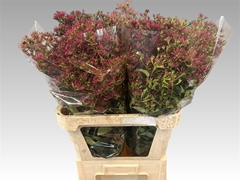 Hepta Ro Red Star 80cm