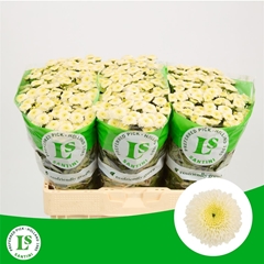 Chr S Paletti 55cm 110g