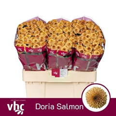 Chr San Doria Salmon 55cm 105g