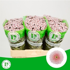 Chr S Williams Pink 55cm 110g