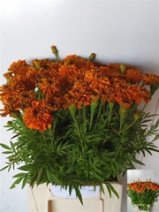 Tag E Promise Orange 50cm