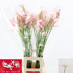 Ne Bo Sofie 70cm