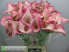 Zanted Candy Dream 70cm