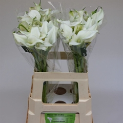 Zant Crystal Blush 60cm