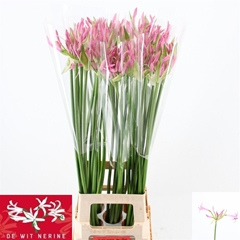 Ne Bo Pink Piet 80cm
