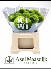 Di Barb Kiwi Cool 32cm