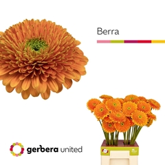 Ge Gb Berra+ 65cm 10cm Ø