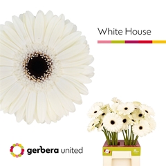 Ge Gr White House 65cm 10cm Ø