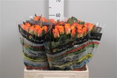 R Gr Mariyo! 60cm