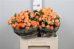 R Tr Coral Bubbles 60cm 55+