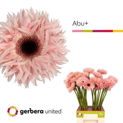 Ge Gs Abu+ 65cm 10cm Ø