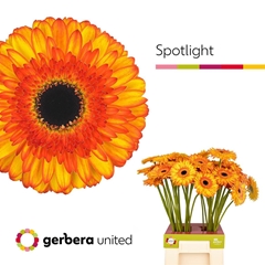 Ge Gr Spotlight 65cm 10cm Ø