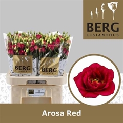 Eust G Arosa Red 70cm