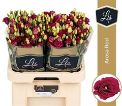 Eust G Arosa Red 70cm