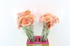 Ge Gb Pom Peach 65cm 10cm Ø