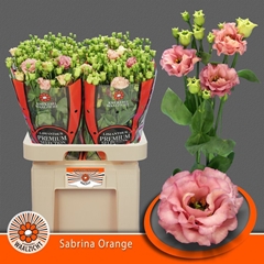 Eus G Sabrina Orange 70cm