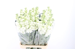Matth Iron White 70cm 23