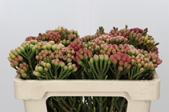 Brunia Laevis 50cm
