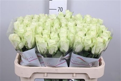 R Gr Athena 70cm