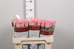 R Gr Wham 70cm