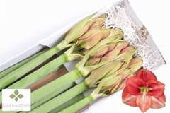 Hipp Ga Coral Flame 90cm 4+