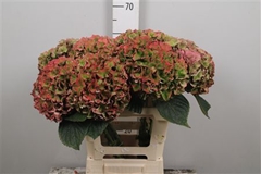 Hydr M Rodeo (CL) 60cm 20cm Ø