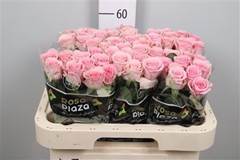 R Gr Heaven! 60cm