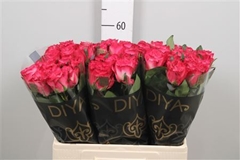R Gr Enchantment 60cm