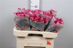 R Gr Deep Purple 60cm