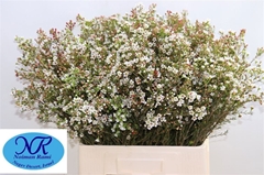 Chame Blondie 70cm 20gram 24