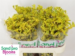 Anigoz Yellow Gem 70cm