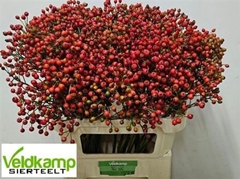 Rosa Mag Autum Glory 80cm