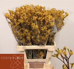 Anigoz Yindi 70cm