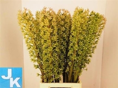 Eucomis Sp Burgundy 90cm