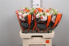 Eust G Lis Soft Pink 70cm