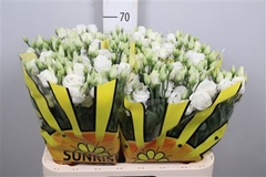 Eust G Rosita White 70cm