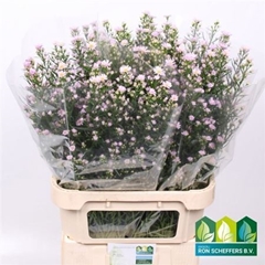 Ast Claudia 80cm 40gram