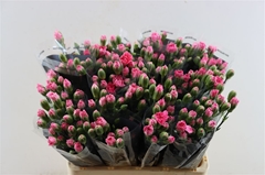 Di Tr Rood 60cm 23