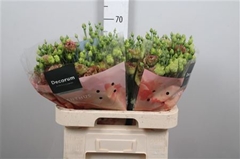 Eus G R L Terracotta 70cm
