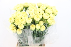 Di St Hermes 70cm 23