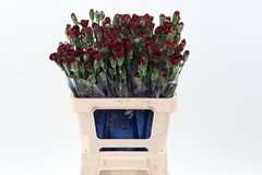 Di Tr Chateau 60cm 23