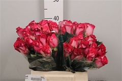 R Gr Nicoletta 40cm