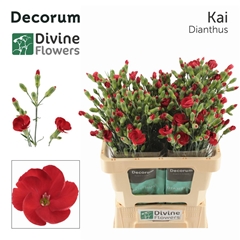 Di Te Solomio Kai 60cm 23